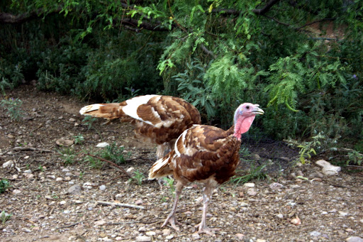 New Mexico WOOFing Trip Pictoral